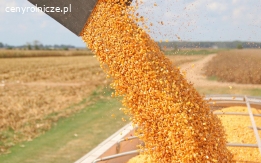 Kukurydza sucha, paszowa ,zbiór 2021