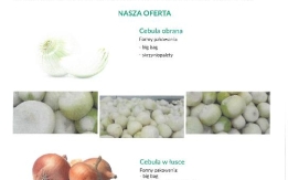 Producent cebuli sprzeda różne rodzaje, ilości hurtowe, zapraszam!