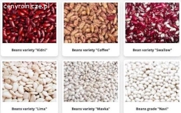 We sell commercial beans wholesale.